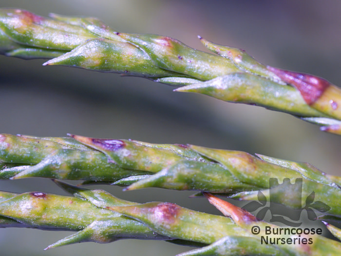 THUJA plicata 'Whipcord' 