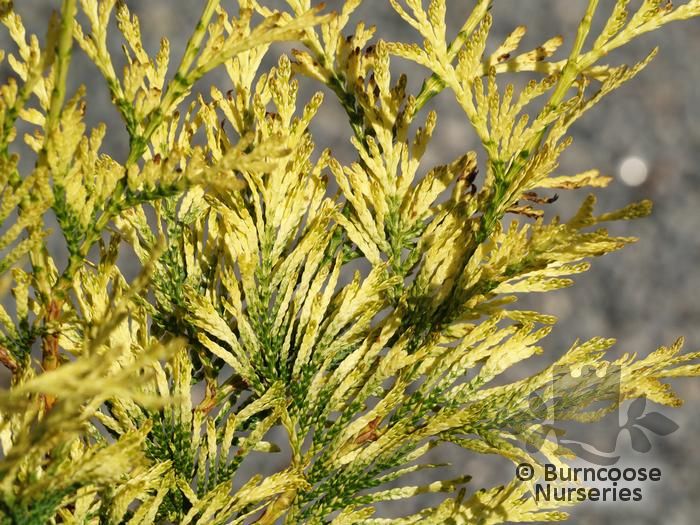 THUJA plicata 'Zebrina' 