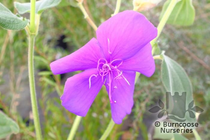 TIBOUCHINA 'Edwardsii'  