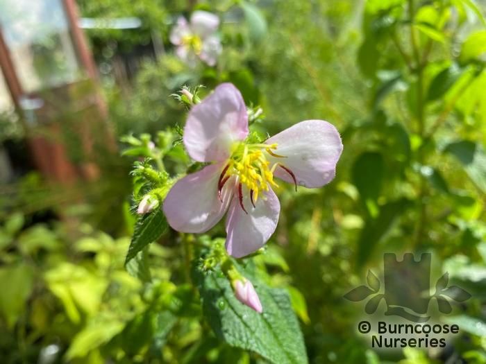 TIBOUCHINA paratropica  