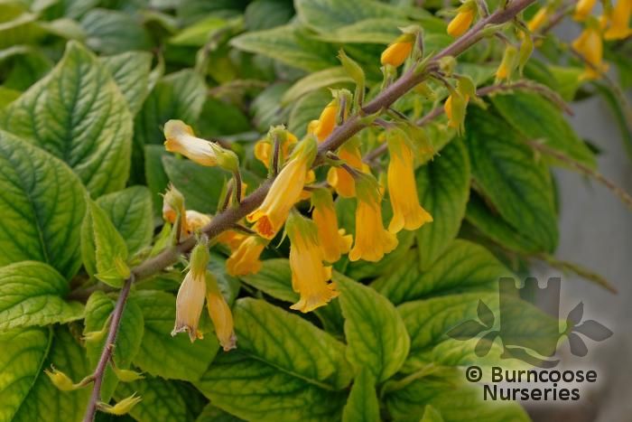 TITANOTRICHUM oldhamii  