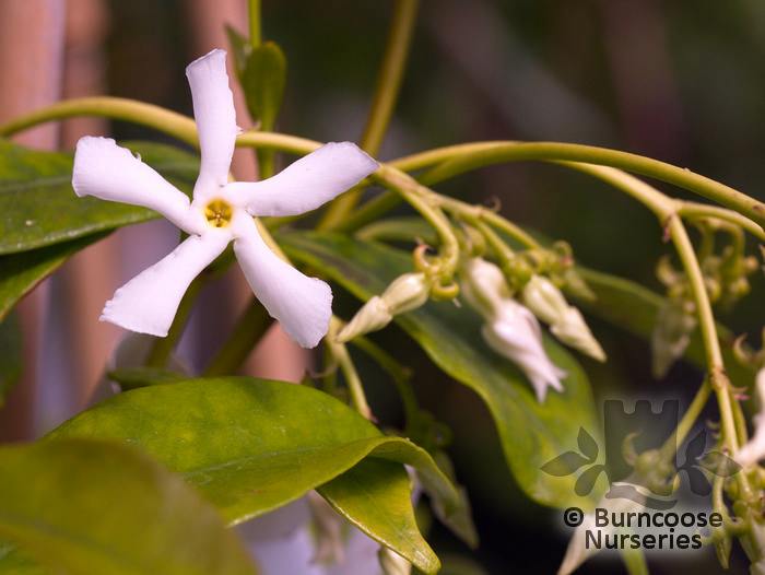 Trachelospermum Asiaticum from Burncoose Nurseries