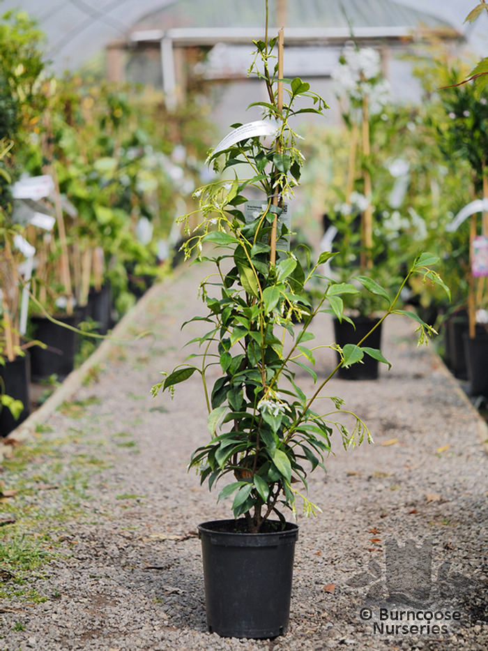 Trachelospermum Asiaticum from Burncoose Nurseries