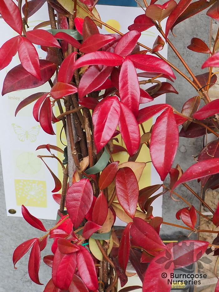 Trachelospermum Jasminoides from Burncoose Nurseries