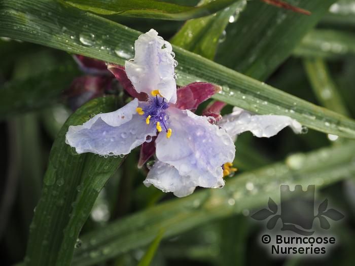 TRADESCANTIA 'Iris Prichard'  