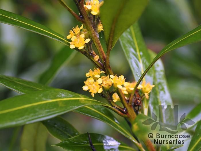 TRISTANIOPSIS laurina  