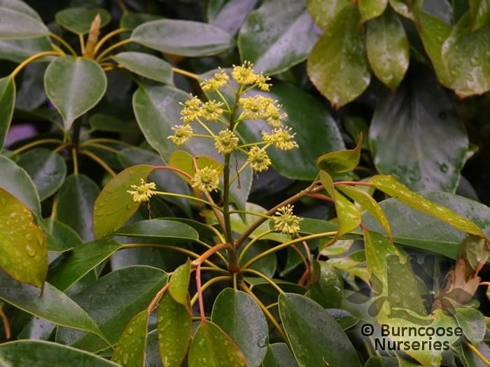 TROCHODENDRON aralioides Taiwanese form 