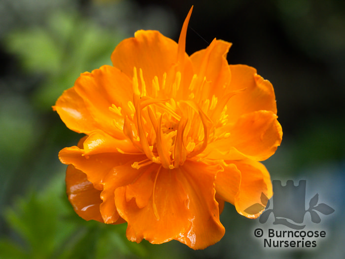 TROLLIUS   