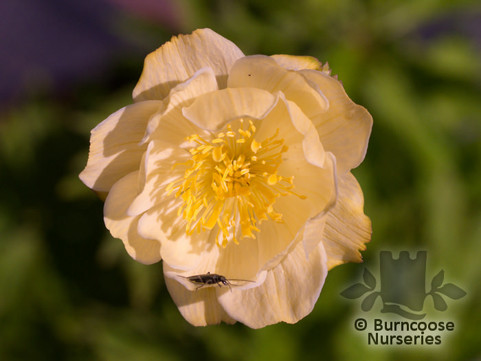 TROLLIUS x cultorum 'New Moon' 