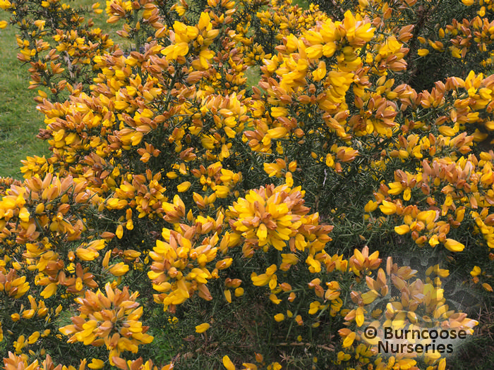 Ulex Europaeus from Burncoose Nurseries