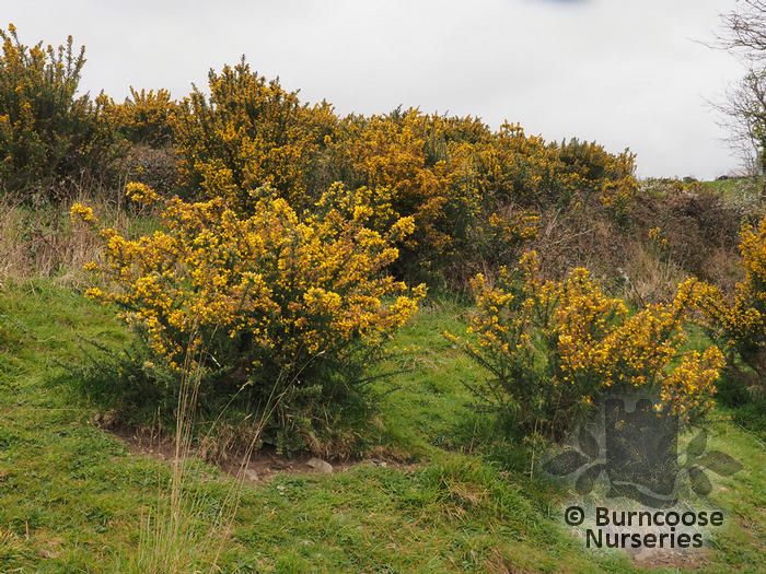Ulex Europaeus from Burncoose Nurseries