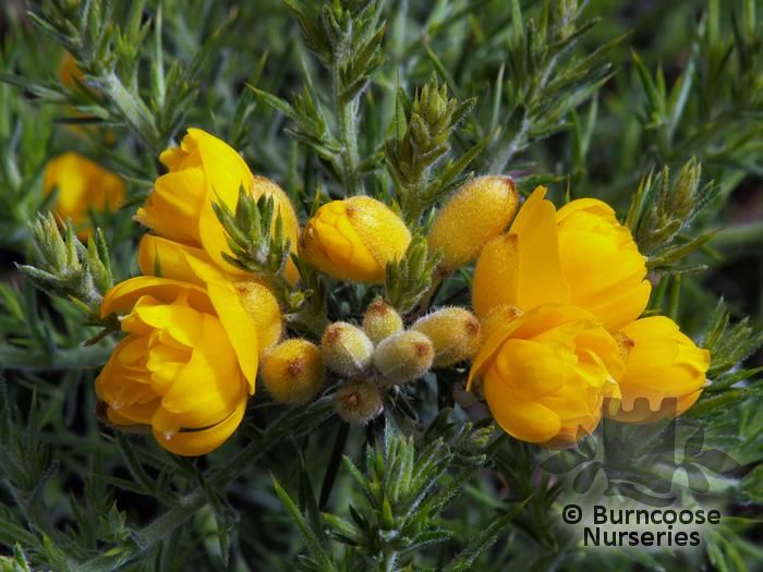 ULEX europaeus 'Flore Pleno' 