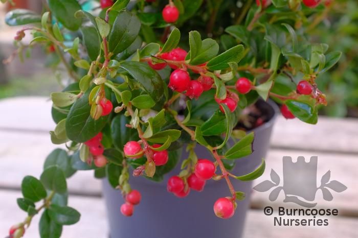 VACCINIUM vitis-idaea  