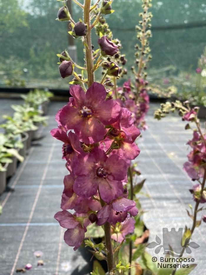 VERBASCUM 'June Johnson'  