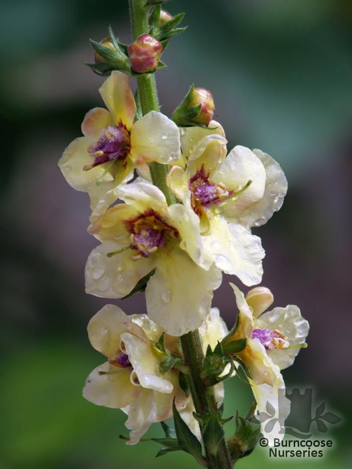 VERBASCUM 'Cotswold Queen'  