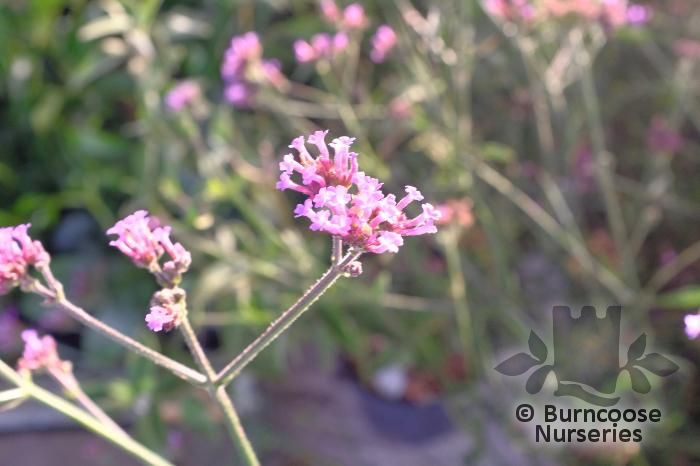 VERBENA bonariensis 'Lollipop' 