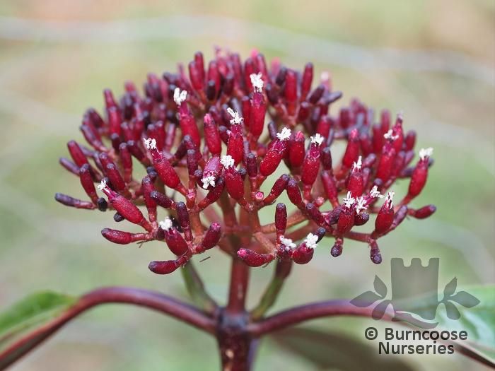 VIBURNUM atrocyaneum  