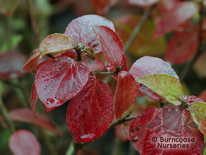 Viburnum Carlesii 'Aurora' from Burncoose Nurseries