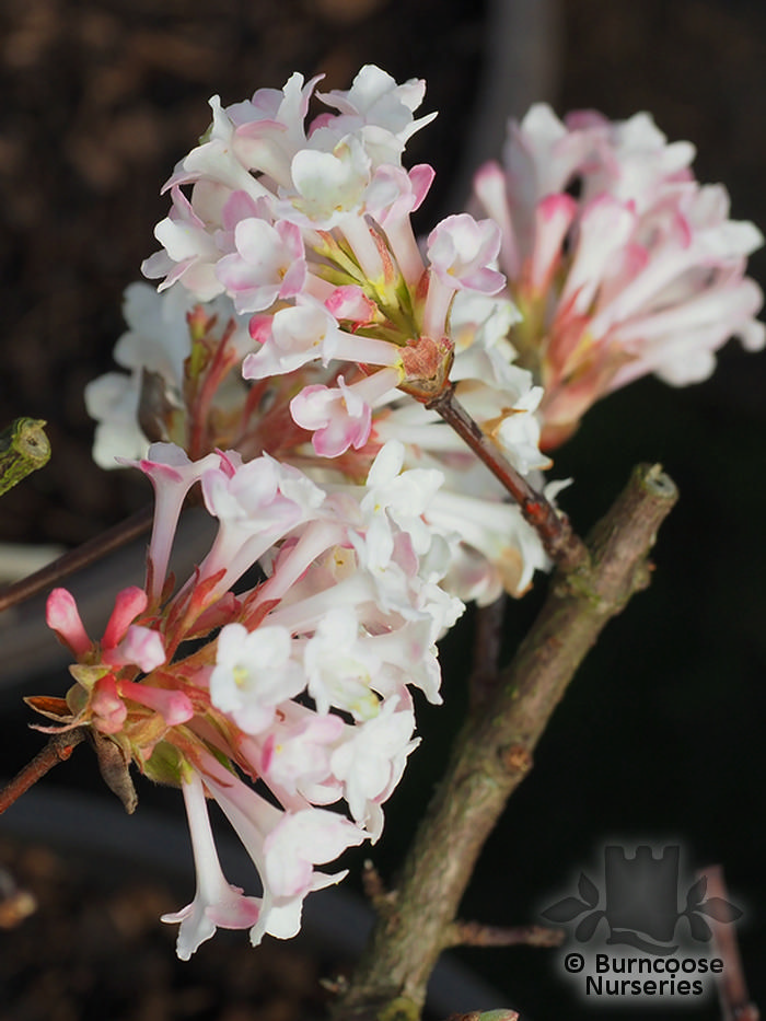 VIBURNUM x bodnantense 'Charles Lamont' 