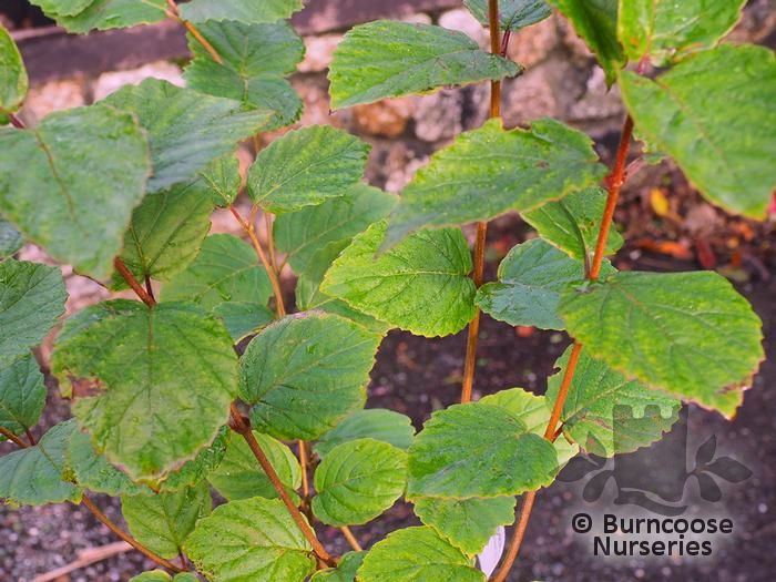 Viburnum Dentatum 'Blue Muffin' from Burncoose Nurseries