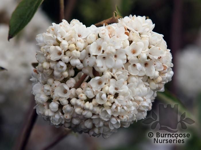 VIBURNUM 'Eskimo'  