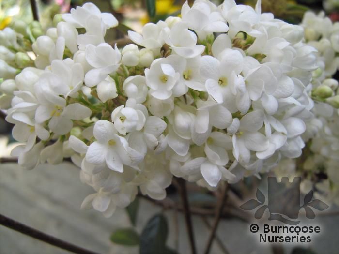 Viburnum 'Eskimo' from Burncoose Nurseries