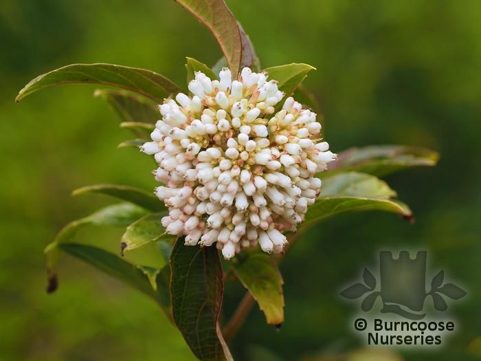 VIBURNUM fansipanense  