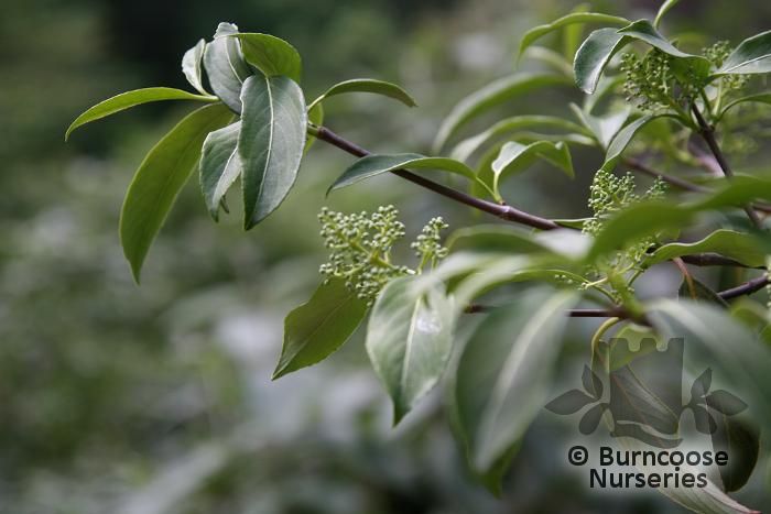 VIBURNUM henryi  