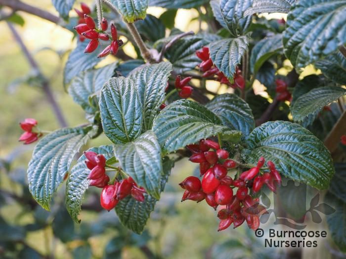 VIBURNUM hoanglienense  