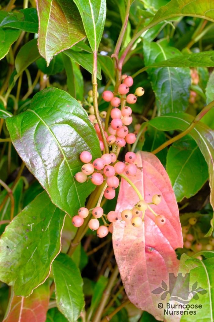 VIBURNUM nudum 'Brandywine' 