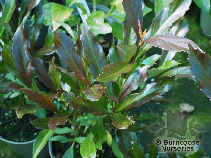 VIBURNUM odoratissimum 'Coppertop' 
