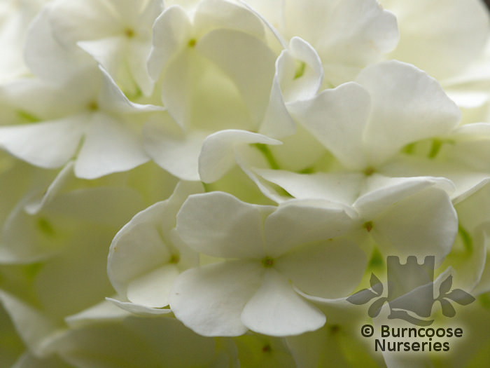 VIBURNUM opulus 'Compactum' 