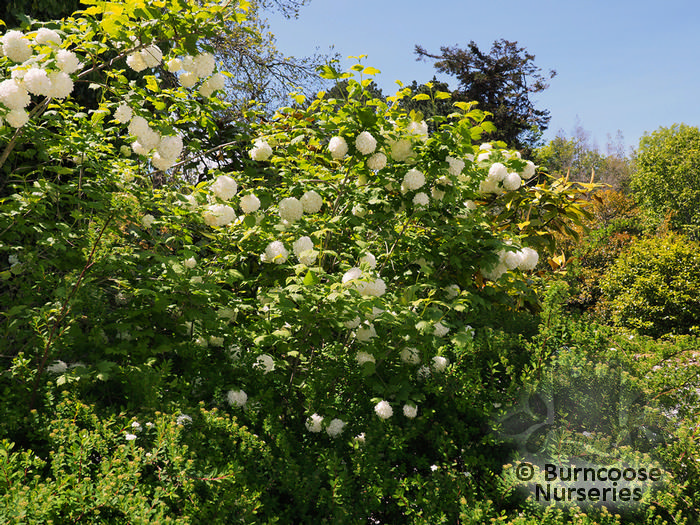 Viburnum Opulus 'Roseum' from Burncoose Nurseries