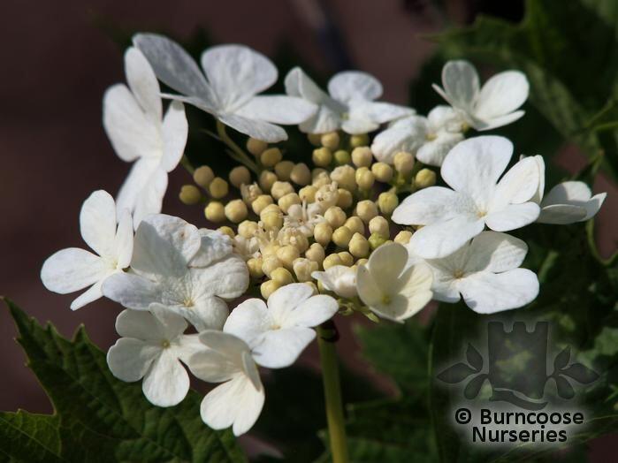 Viburnum Opulus Xanthocarpum From Burncoose Nurseries