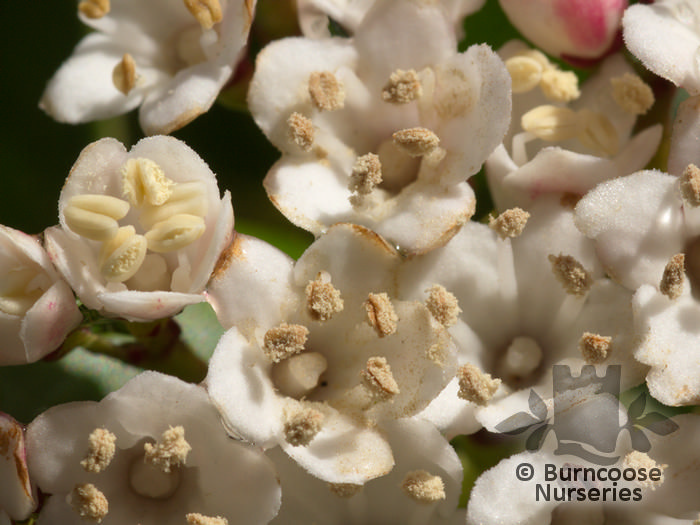 VIBURNUM tinus 'Eve Price' 