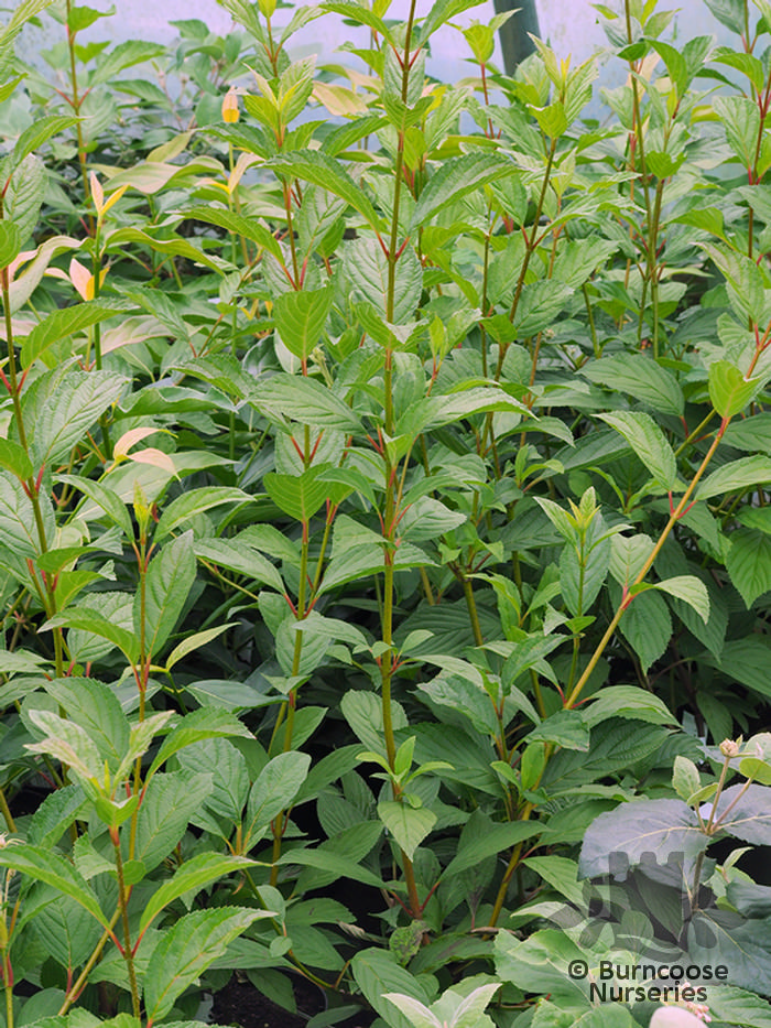 Viburnum X Bodnantense 'Dawn' from Burncoose Nurseries