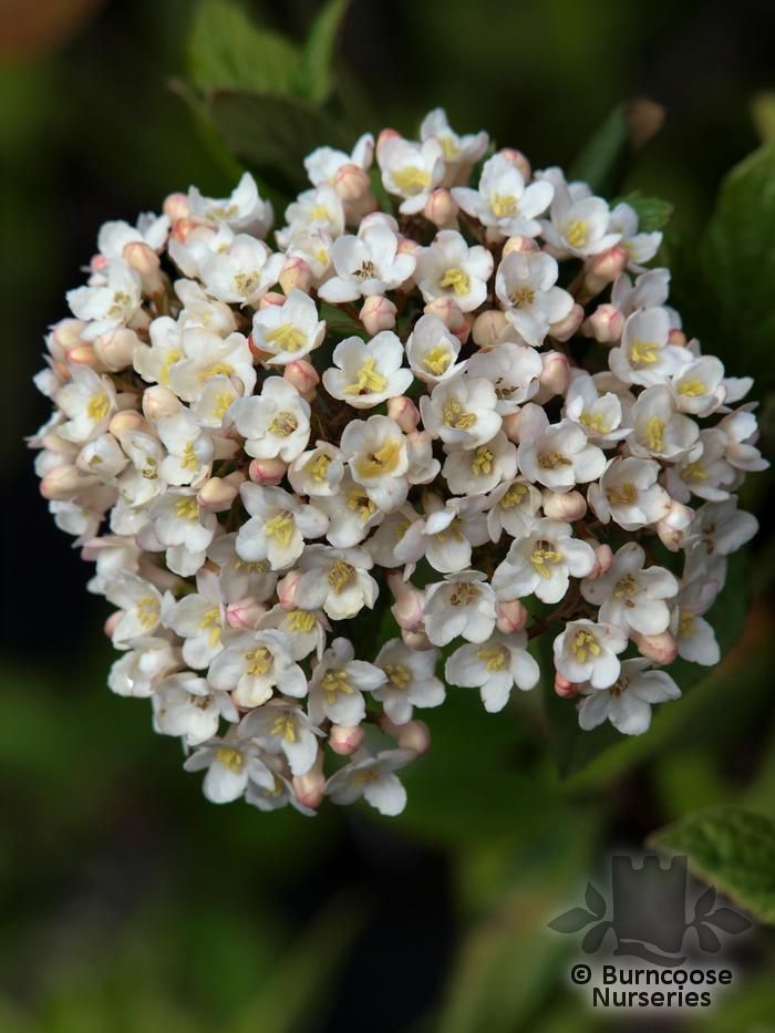 VIBURNUM x burkwoodii  