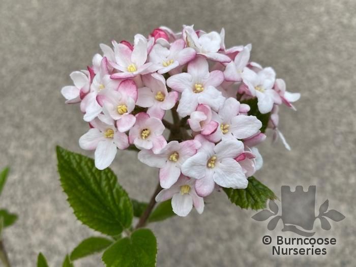 VIBURNUM x burkwoodii 'Mohawk' 