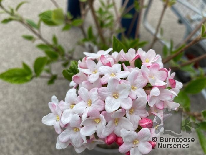 Viburnum X Burkwoodii 'Mohawk' from Burncoose Nurseries