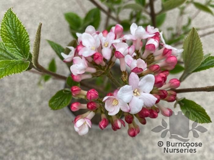 Viburnum X Burkwoodii 'Mohawk' from Burncoose Nurseries