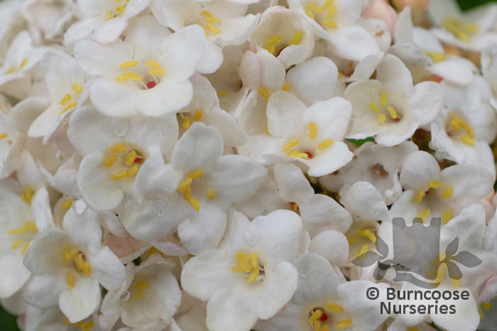 VIBURNUM x carlcephalum  