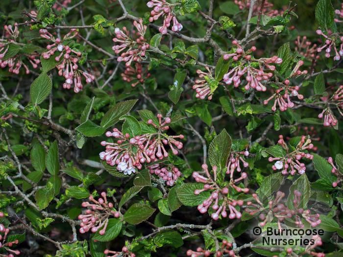 VIBURNUM x juddii  