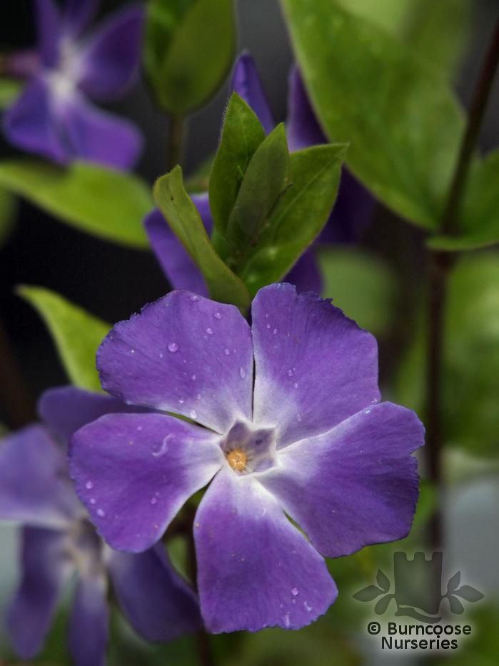 Vinca Major from Burncoose Nurseries