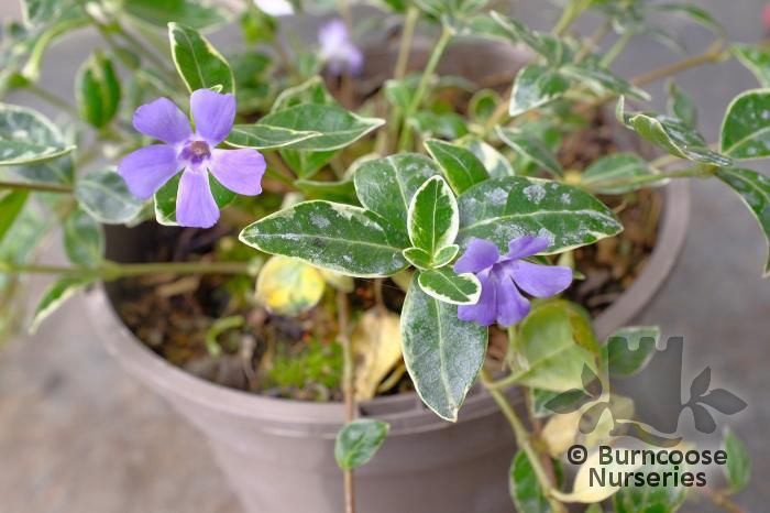 VINCA minor 'Ralph Shugert' 