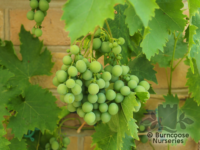 VITIS 'Black Hamburg'  