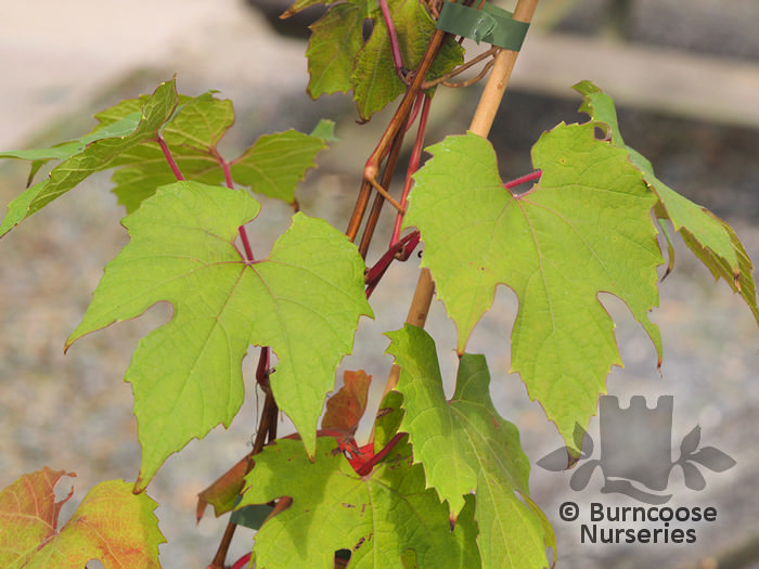 VITIS coignetiae 'Claret Cloak' 