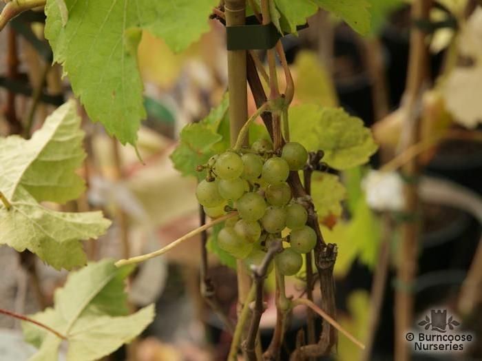 VITIS 'Golden Champion'  