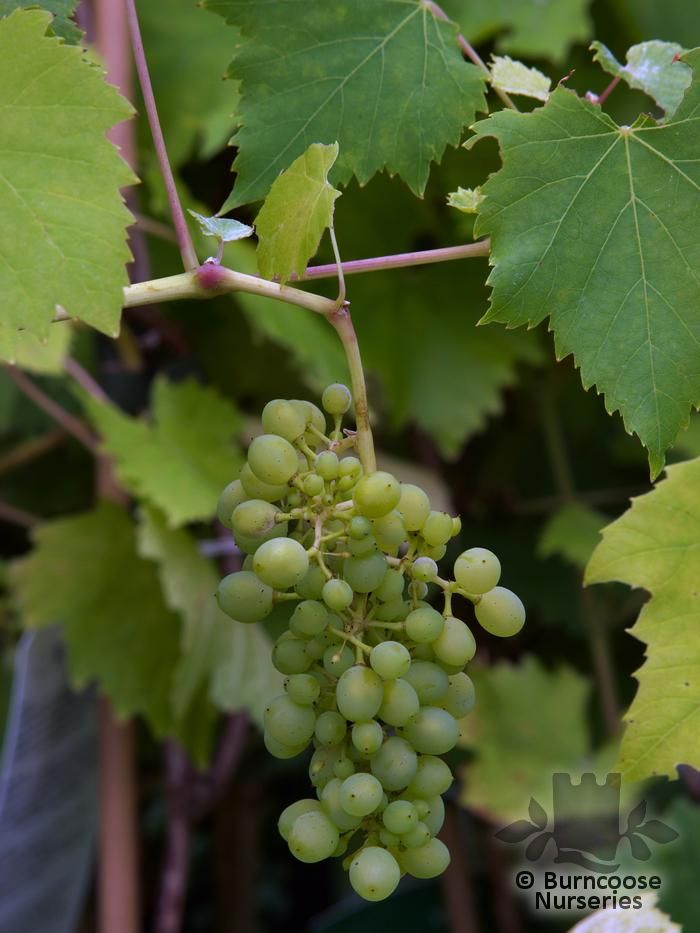 VITIS 'Muscat of Alexandria'  