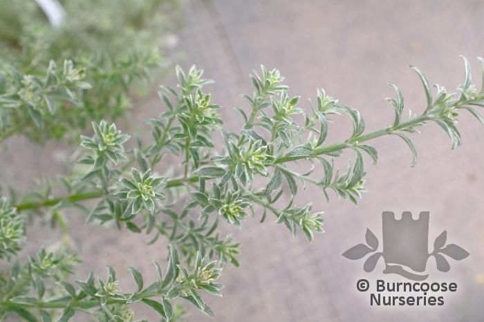 WESTRINGIA rosmariniformis 'Smokey' 