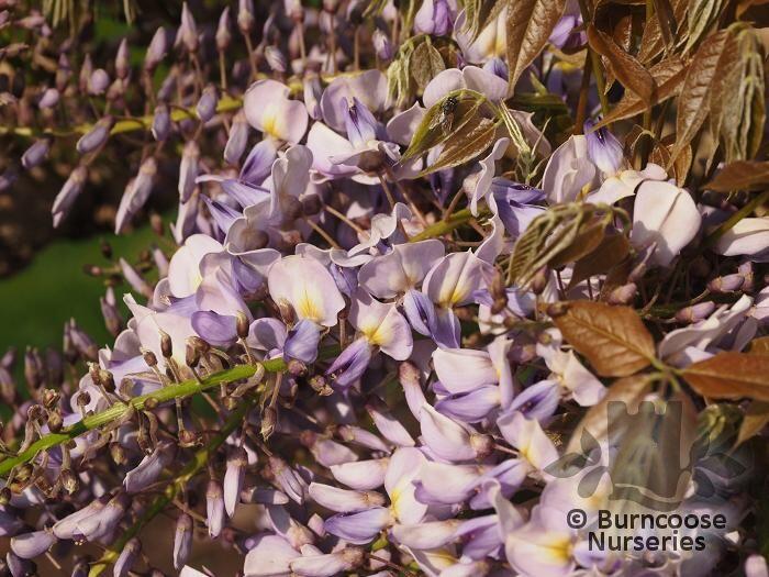 WISTERIA 'Caroline'  